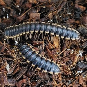 Long-legged flatmillipeds - Coromus diaphonus
