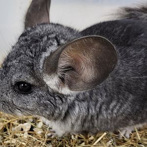 Chinchilla