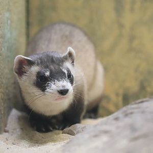 Small Mammal House - Black-Footed Ferret