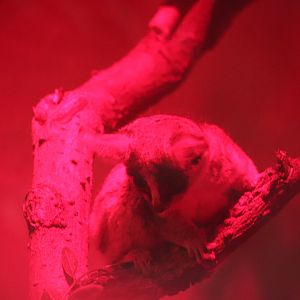 Small Mammal House - Southern Lesser Galago