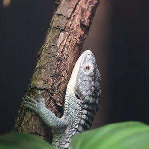 Reptile Discovery Center - Emerald Alligator Lizard