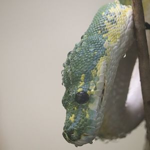 Reptile Discovery Center - Green Tree Python