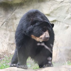 Smithsonian's National Zoo - Andean Bear