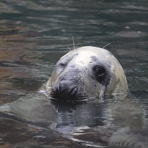 American Trail - Gray Seal