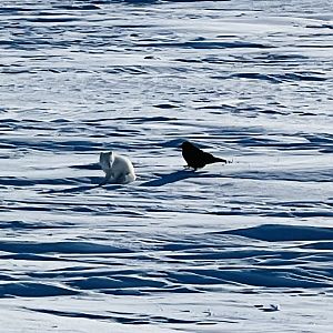 Arctic Fox and Common Raven - Alaska