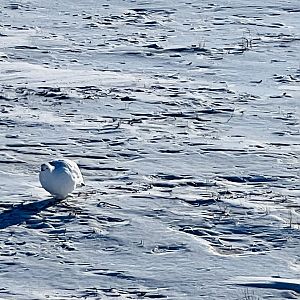 Willow Ptarmigan- Alaska