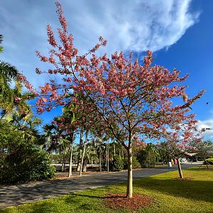 Pink Tree