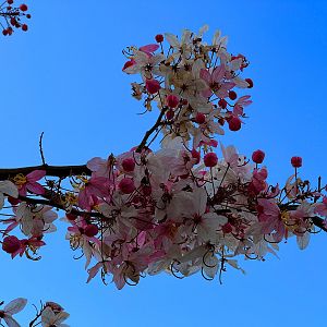 Pink Tree Flowers