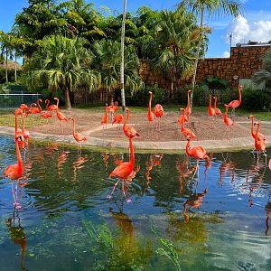 American Flamingos
