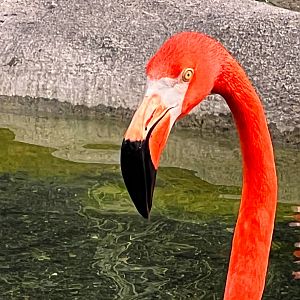 American Flamingo