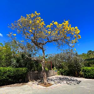 Yellow Tree