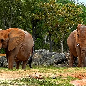 African Eelphants Peggy & Maybel