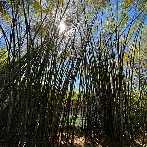 Bamboo