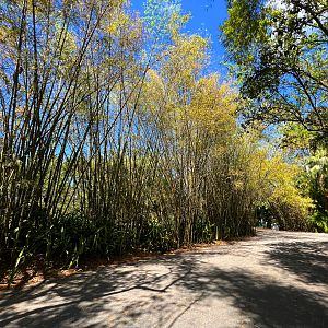 Bamboo Path