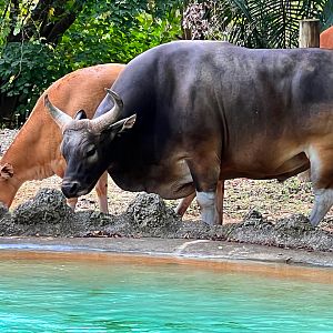 Javan Bantengs