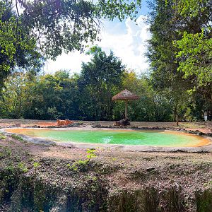 Javan Banteng Exhibit