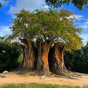 Asian Elephant Exhibit Faux Banyan Tree