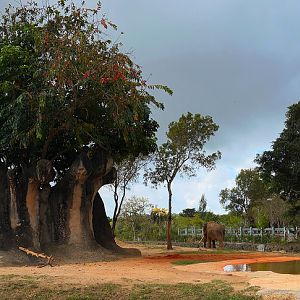 Asian Elephant Rear Exhibit