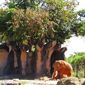 Dalip & Faux Banyan Tree