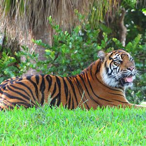 Sumatran Tiger Leeloo