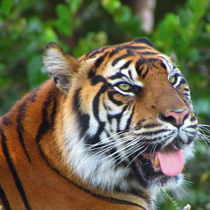 Sumatran Tiger Leeloo