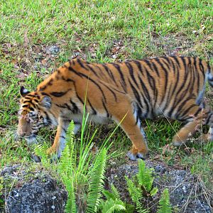 Sumatran Tiger N'dari