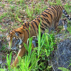 Sumatran Tiger N'dari