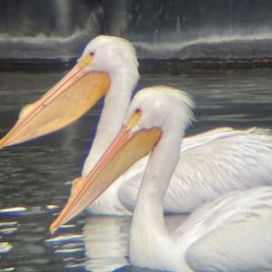 American White Pelican