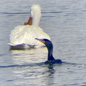 Double-crested Cormorant