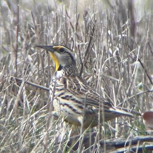 Eastern Meadowlark