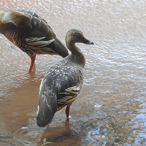 Plumed Whistling-Duck (wild)