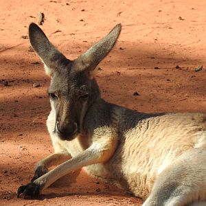 Red Kangaroo (female)