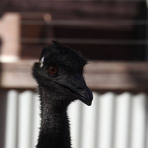 Emu