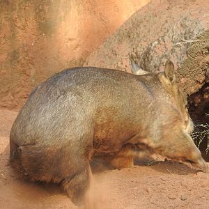 Southern Hairy-Nosed Wombat