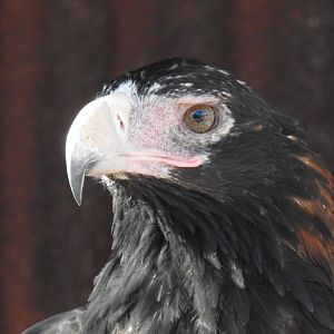 Wedge-Tailed Eagle