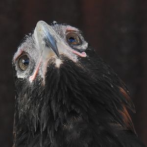 Wedge-Tailed Eagle