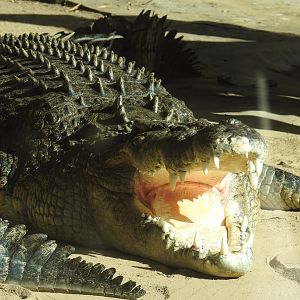 Saltwater Crocodile