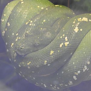 Green Python