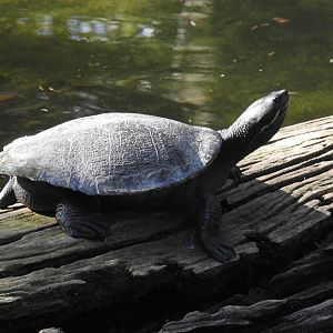 Murray River-Turtle