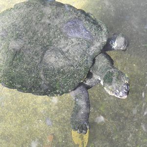 Northern Snapping-Turtle