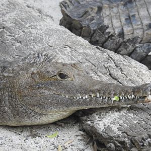 Freshwater Crocodile