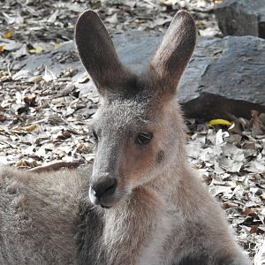 Eastern Grey-Kangaroo