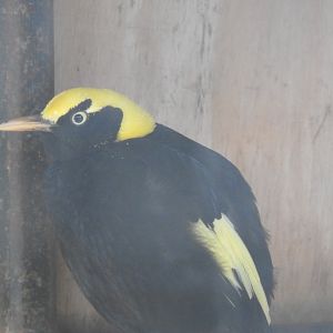Regent Bowerbird