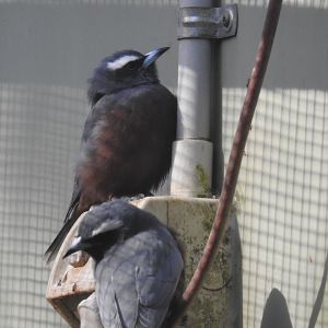 White-Browed Woodswallow
