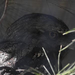 Tawny Frogmouth