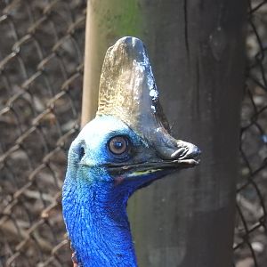 Southern Cassowary