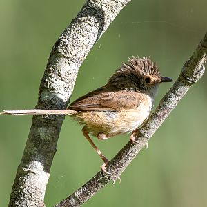 Red-backed Fairywren