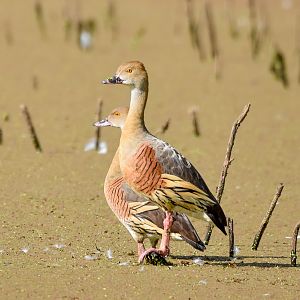 Plumed Whistling-Duck