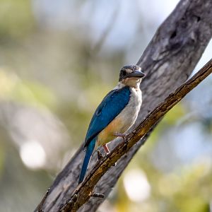 Sacred Kingfisher