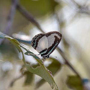Small Green-banded Blue